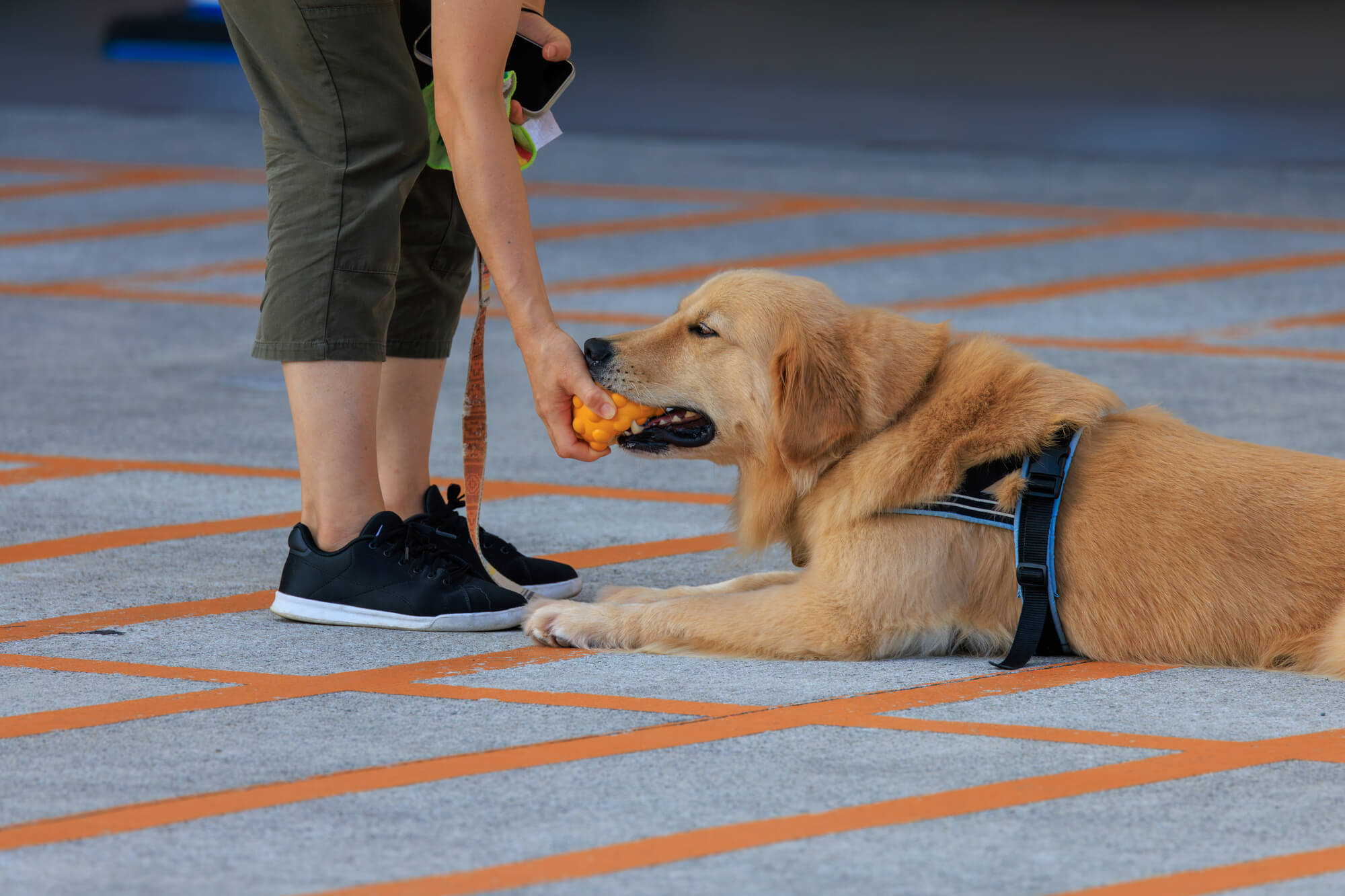 大型犬用ハーネスに関するよくある質問